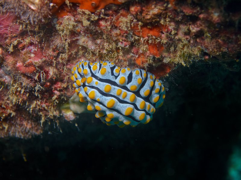 Wart slug, Batee Gla